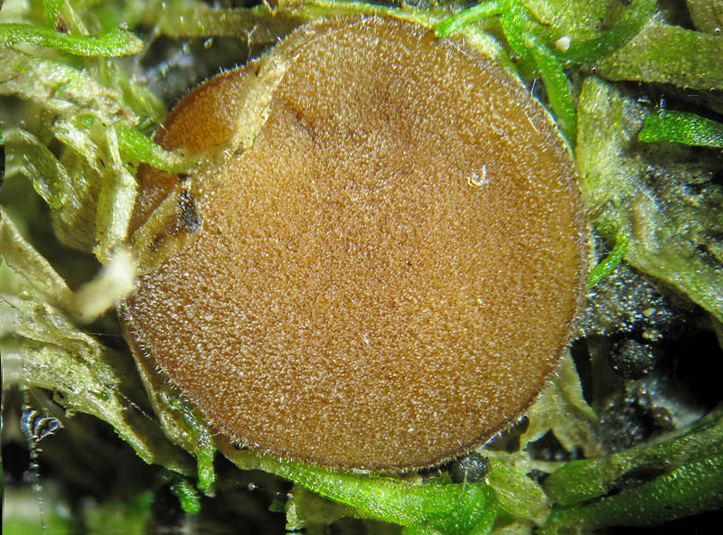 Sphaerosporella brunnea